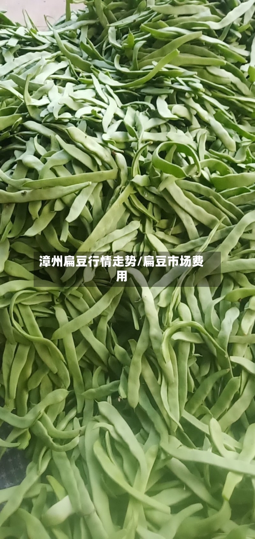 漳州扁豆行情走势/扁豆市场费用-第2张图片