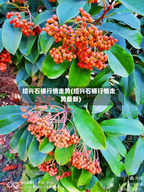 绍兴石楠行情走势(绍兴石楠行情走势最新)