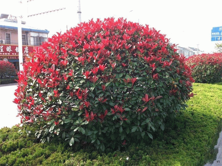 绍兴石楠行情走势(绍兴石楠行情走势最新)-第2张图片
