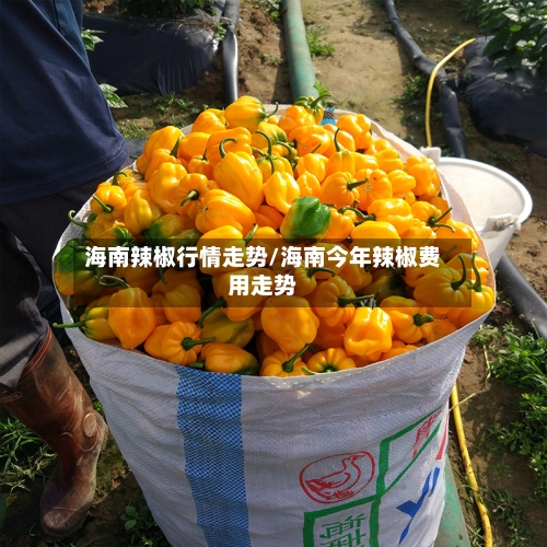 海南辣椒行情走势/海南今年辣椒费用走势