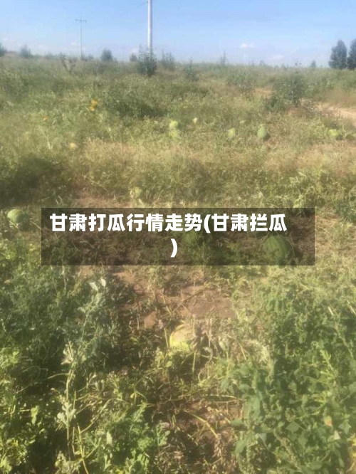 甘肃打瓜行情走势(甘肃拦瓜)